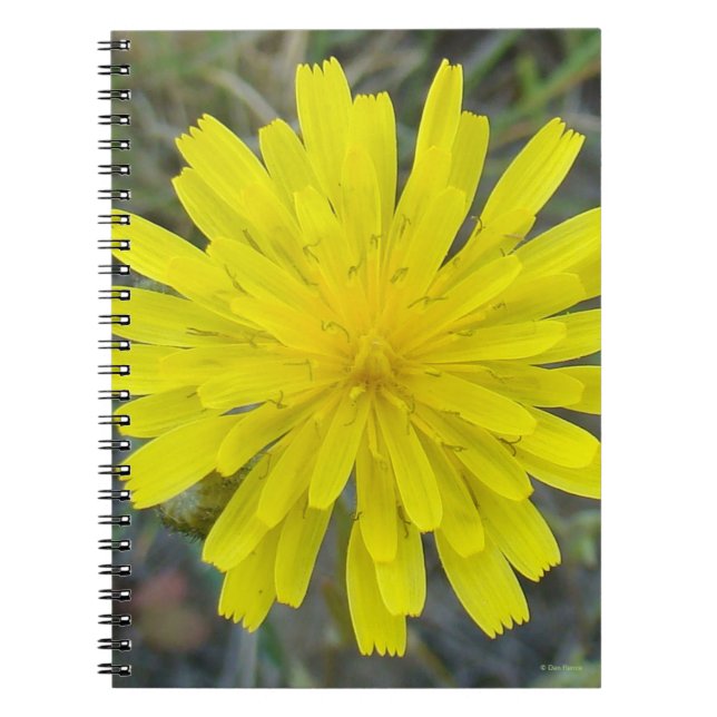 Caderno Espiral F16 Diabo-rei-silvestre (Frente)