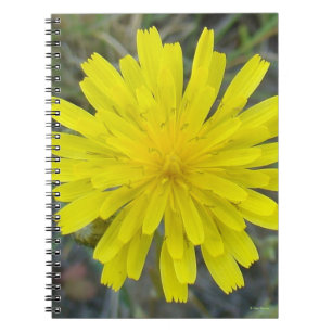 Caderno Espiral F16 Flor Amarela Rei do Diabo