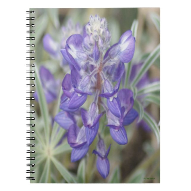 Caderno Espiral F18 Flores Selvagens Roxas Lupina Anual (Frente)