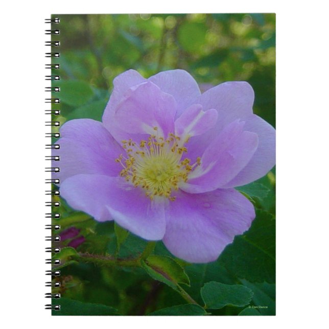 Caderno Espiral F37 Rosa selvagem (Frente)