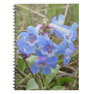 Caderno Espiral F3 Flores Silvestres Azuis Penstemon Azul Delgado