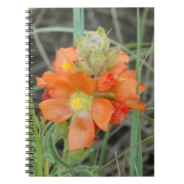 Caderno Espiral F40 Laranja Flores Selvagens Escarlate (Frente)