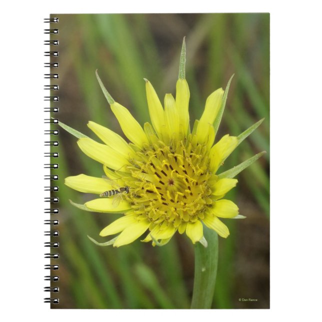 Caderno Espiral F41 Flor Amarela Silvestre Barba de Bode (Frente)