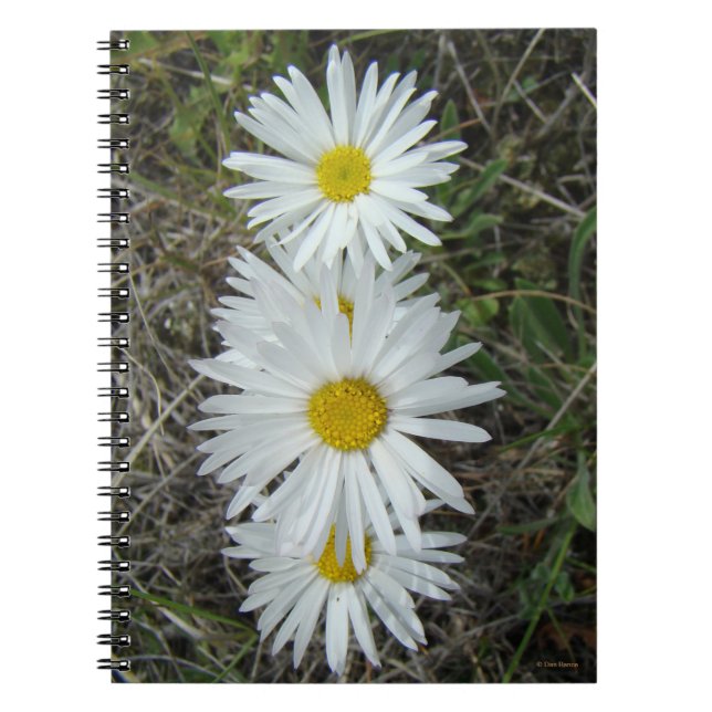 Caderno Espiral F42 Flores Brancas Aster Suave (Frente)