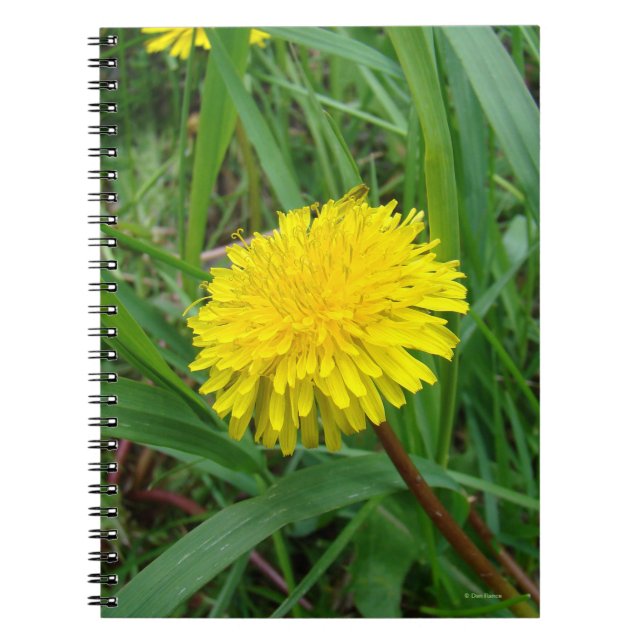 Caderno Espiral F45 Dandelion (Frente)