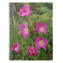 F46 Rosas Silvestres