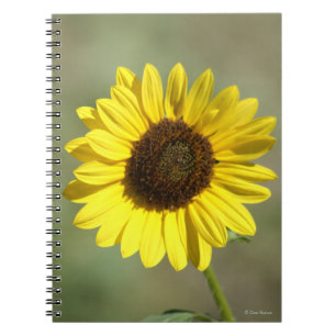 Caderno Espiral F47 Flor Amarela Silvestre Girassol Anual Comum