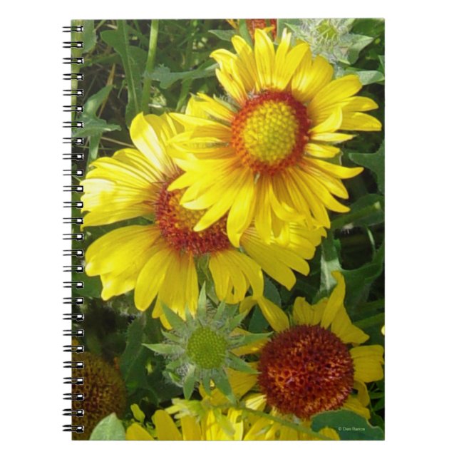 Caderno Espiral F6 Flores Silvestres Amarelas Gaillardia (Frente)