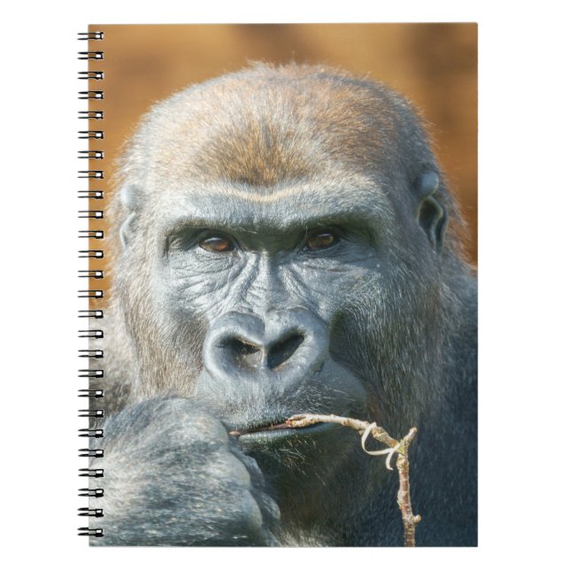 Caderno Espiral Face a face com um gorila (Frente)