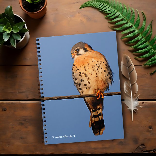 Caderno Espiral Falcão americano Kestrel num fio (American Kestrel on a Wire Journal Cover Photo)