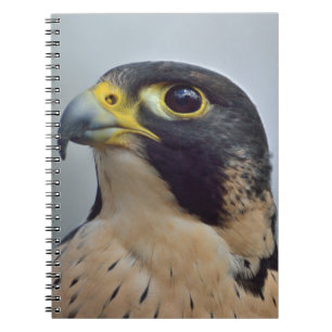 Caderno Espiral Falcão de peregrino majestoso