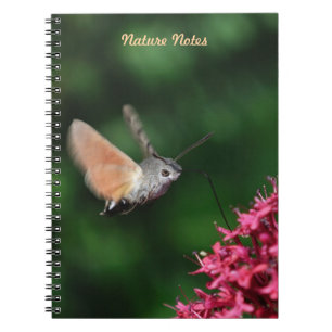 Caderno Espiral Falcão-traça do colibri que paira