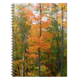 Caderno Espiral Fall Maple Trees Autumn Nature Fotografia