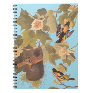 Caderno Espiral Família Baltimore Oriole Audubon Bird com Nest