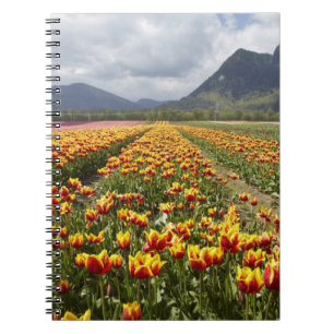 Caderno Espiral Fazenda Tulip perto de Agassiz, Colúmbia Britânica