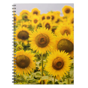 Caderno Espiral Fazendas Um Campo De Girassol