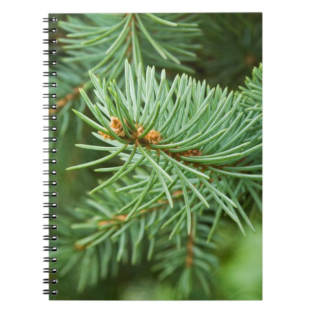 Caderno Espiral Fechamento da árvore do pinheiro (Frente)