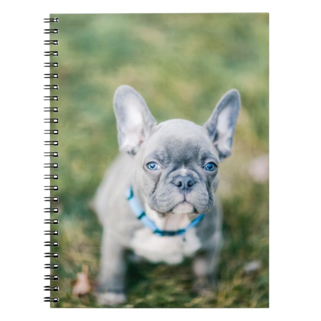 Caderno Espiral Fechamento de um Bulldog Francês (Frente)