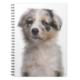 Caderno Espiral Fecho de filhote de Shepherd australiano Blue Merl