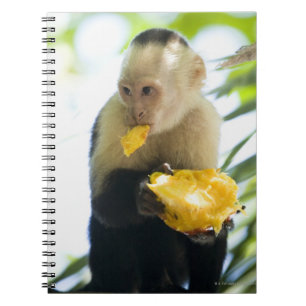 Caderno Espiral Fecho de um macaco-prego comendo uma fruta