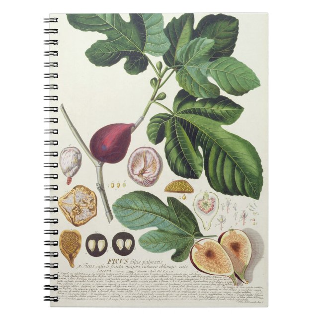 Caderno Espiral Figo, gravado por 1704-67) placas de Johann Jakob (Frente)
