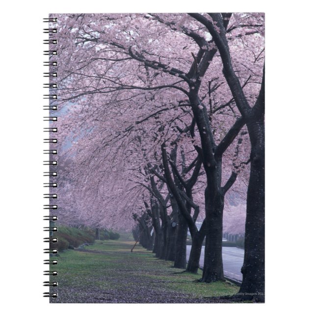 Caderno Espiral Fileira de árvores do cherryblossom (Frente)