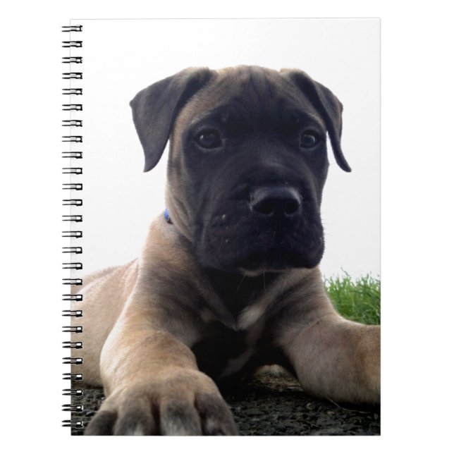 Caderno Espiral Filhote de cachorro Bullmastiff (Frente)