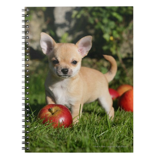 Caderno Espiral Filhote de cachorro da chihuahua com maçãs (Frente)