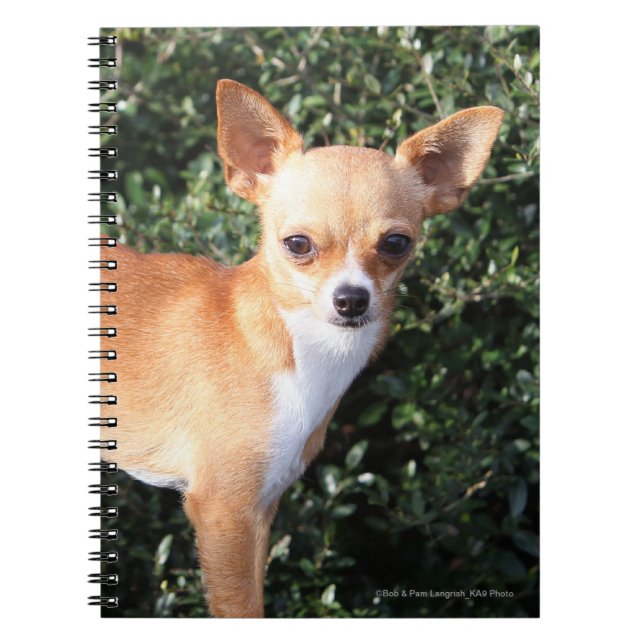 Caderno Espiral Filhote de cachorro da chihuahua do Teacup (Frente)