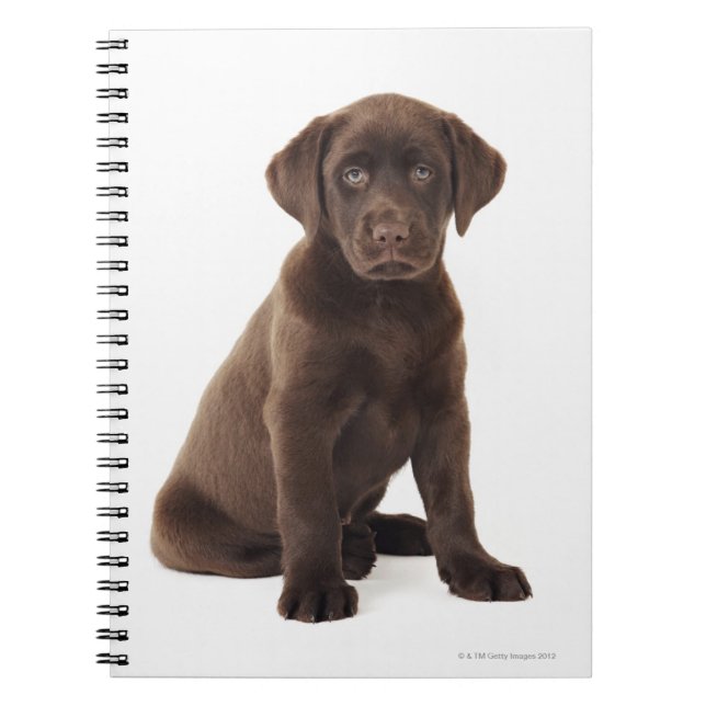 Caderno Espiral Filhote de cachorro de labrador retriever do (Frente)