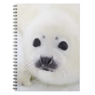 Caderno Espiral Filhote de cachorro de selo da harpa do bebê no