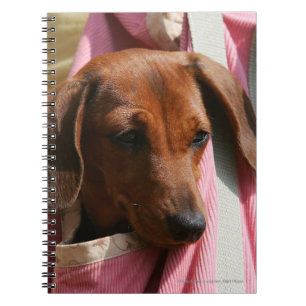 Caderno Espiral filhote de cachorro diminuto Liso-de cabelo do