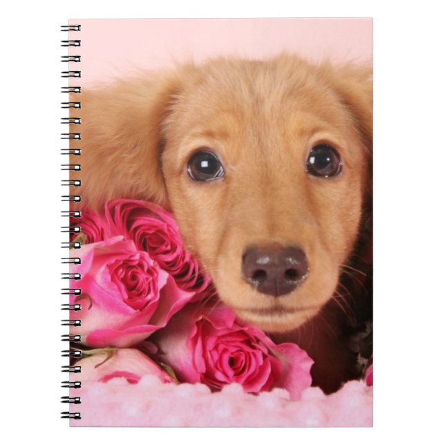 Caderno Espiral Filhote de cachorro do Dachshund cercado por rosas (Frente)