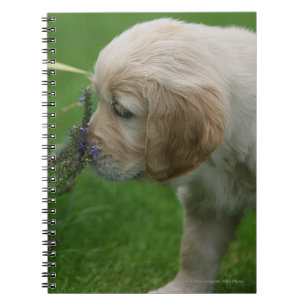 Caderno Espiral Filhote de cachorro do golden retriever