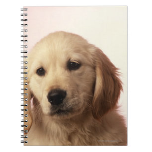 Caderno Espiral Filhote de cachorro do golden retriever