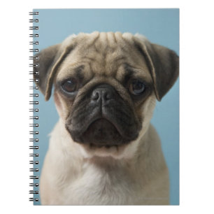 Caderno Espiral Filhote de cachorro do Pug