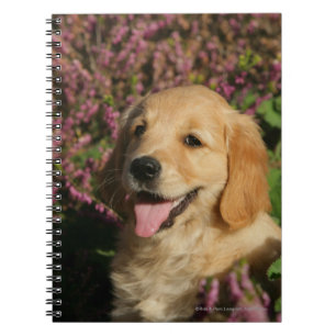 Caderno Espiral Filhote de cachorro dourado de Retreiver