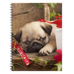Caderno Espiral Filhote de cachorro e caixa de presente do Pug