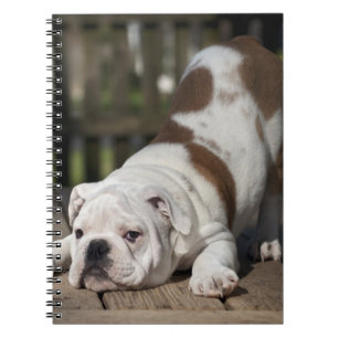 Caderno Espiral Filhote de cachorro inglês do buldogue