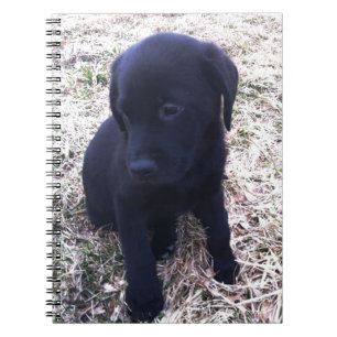Caderno Espiral Filhote de cachorro preto de labrador retriever