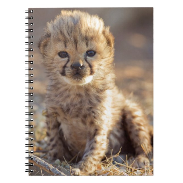 Caderno Espiral Filhote de chita macho de 19 dias (Frente)