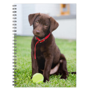 Caderno Espiral Filhote De Labrador De Chocolate Com Bola De Têni