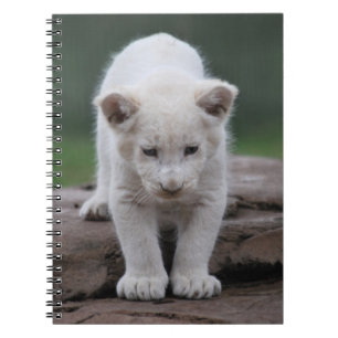 Caderno Espiral Filhote de leão branco do bebê