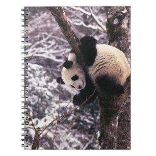 Caderno Espiral Filhote de panda brincando em árvore coberta de ne