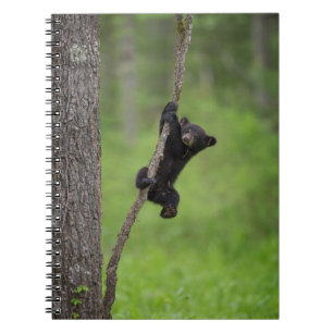 Caderno Espiral Filhote de Urso Negro brincando em Galho de Árvore