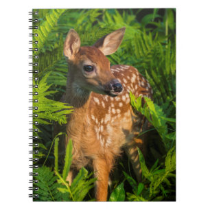 Caderno Espiral Filhote de Veado-de-cauda-branca Minnesota