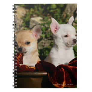 Caderno Espiral Filhotes de cachorro da chihuahua