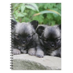 Caderno Espiral Filhotes de cachorro de cabelos compridos da