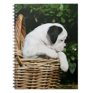 Caderno Espiral Filhotes de cachorro do pugilista na cesta