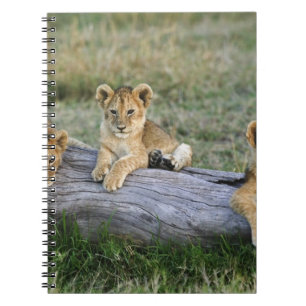 Caderno Espiral Filhotes de Leão no Tronco